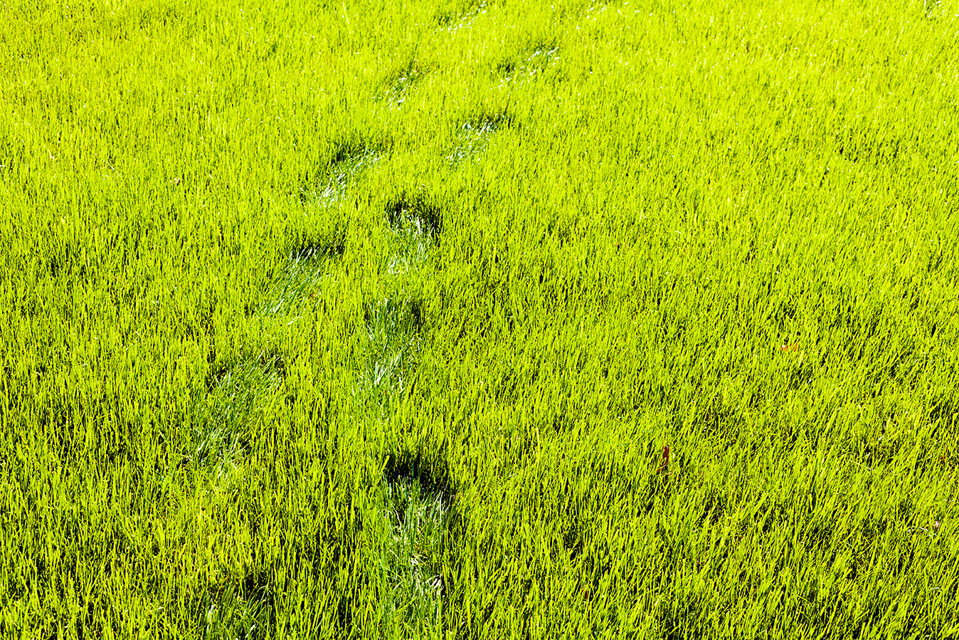 shutterstock_405220423_green-gras